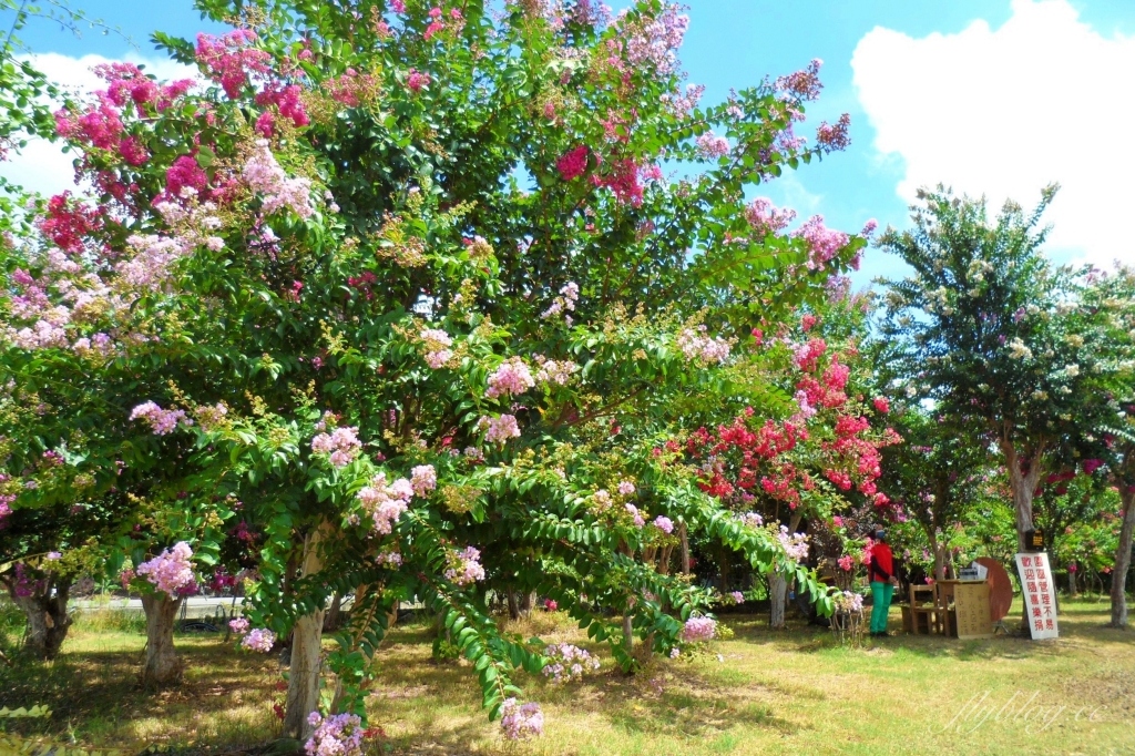 苗栗苑裡紫薇花園｜仙氣爆棚的粉色紫薇花海，400棵花樹盛開中免費拍美照 @飛天璇的口袋
