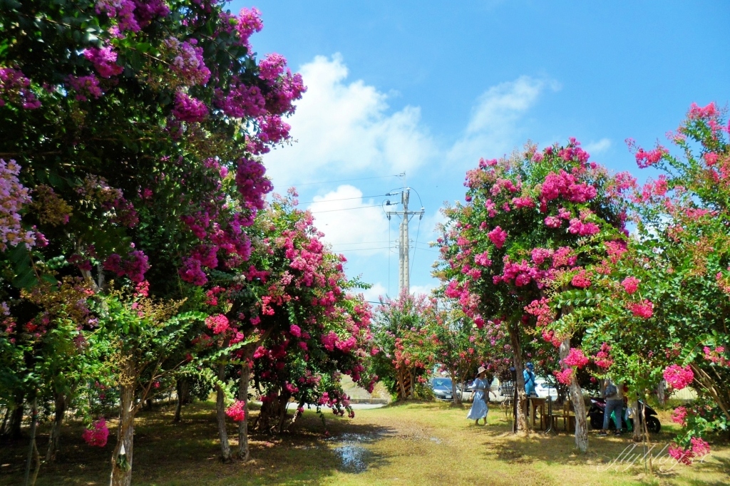 苗栗苑裡紫薇花園｜仙氣爆棚的粉色紫薇花海，400棵花樹盛開中免費拍美照 @飛天璇的口袋
