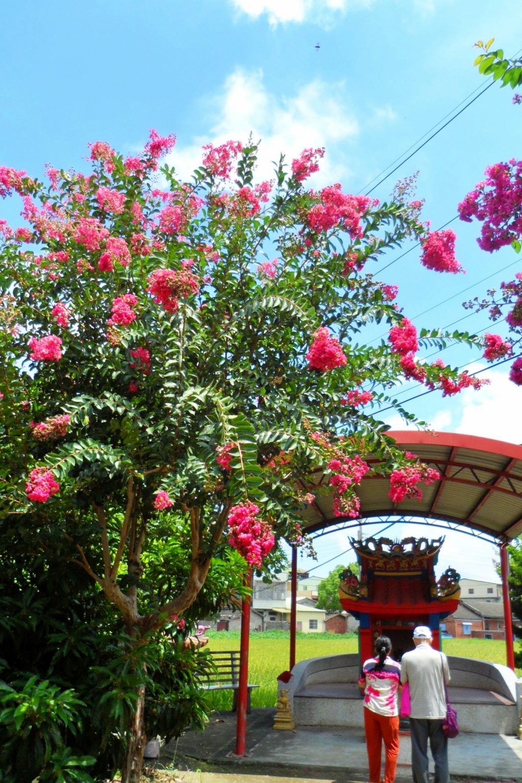苗栗苑裡紫薇花園|仙氣爆棚的粉色紫薇花海,400棵花樹盛開中免費拍美照 @飛天璇的口袋 苗栗苑裡紫薇花園|仙氣爆棚的粉色紫薇花海,400棵花樹盛開中免費拍美照 @飛天璇的口袋