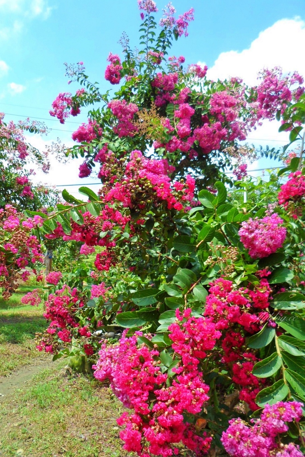 苗栗苑裡紫薇花園|仙氣爆棚的粉色紫薇花海,400棵花樹盛開中免費拍美照 @飛天璇的口袋 苗栗苑裡紫薇花園|仙氣爆棚的粉色紫薇花海,400棵花樹盛開中免費拍美照 @飛天璇的口袋