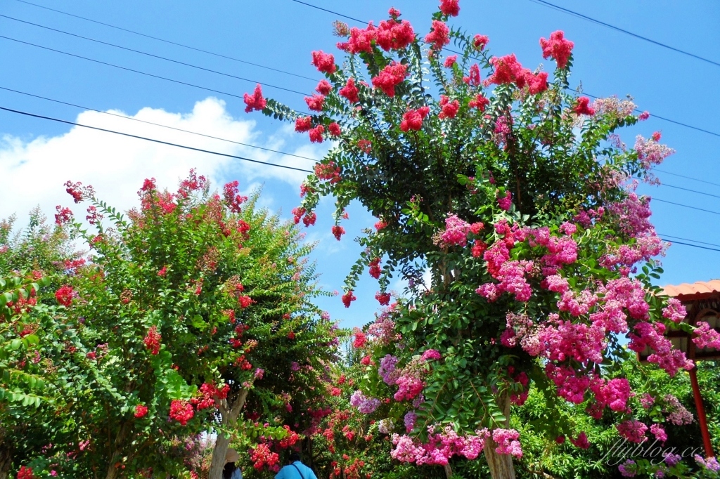 苗栗苑裡紫薇花園｜仙氣爆棚的粉色紫薇花海，400棵花樹盛開中免費拍美照 @飛天璇的口袋