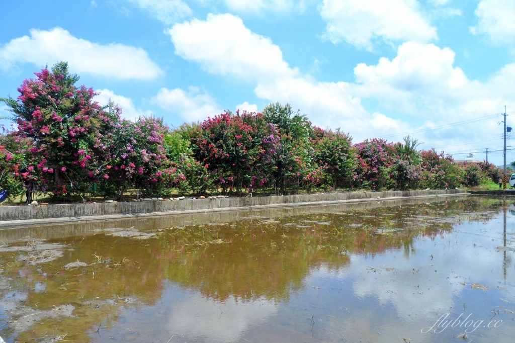 苗栗苑裡紫薇花園|仙氣爆棚的粉色紫薇花海,400棵花樹盛開中免費拍美照 @飛天璇的口袋 苗栗苑裡紫薇花園|仙氣爆棚的粉色紫薇花海,400棵花樹盛開中免費拍美照 @飛天璇的口袋