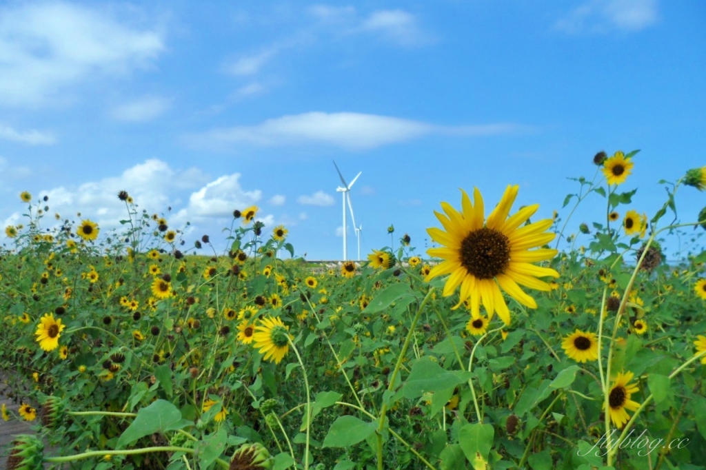 福寶溼地｜彰化IG打卡景點，福寶溼地漂流木裝置藝術，美美向日葵花田觀賞夕陽 @飛天璇的口袋