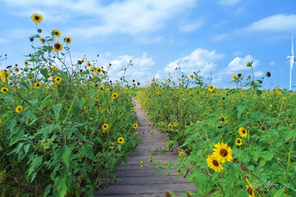 福寶溼地|彰化IG打卡景點,福寶溼地漂流木裝置藝術,美美向日葵花田觀賞夕陽 @飛天璇的口袋 福寶溼地|彰化IG打卡景點,福寶溼地漂流木裝置藝術,美美向日葵花田觀賞夕陽 @飛天璇的口袋