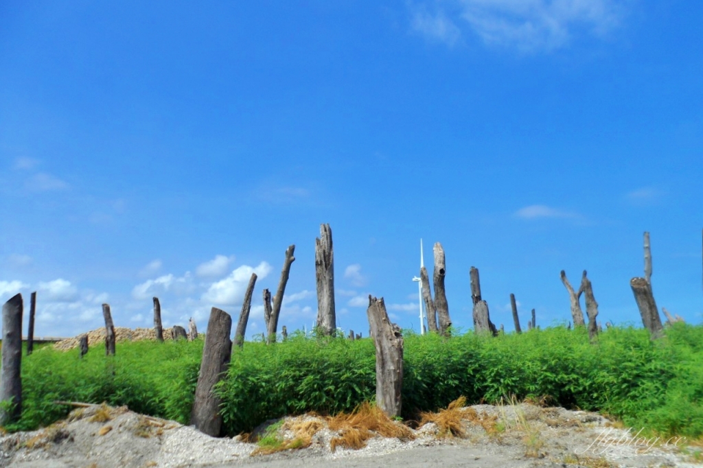 福寶溼地|彰化IG打卡景點,福寶溼地漂流木裝置藝術,美美向日葵花田觀賞夕陽 @飛天璇的口袋 福寶溼地|彰化IG打卡景點,福寶溼地漂流木裝置藝術,美美向日葵花田觀賞夕陽 @飛天璇的口袋