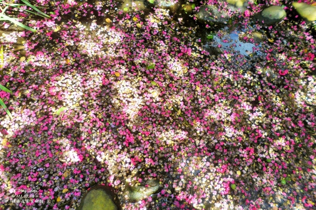 田尾銘園庭園美術館|充滿日式風情的木造茶房,欣賞優雅浪漫的紫薇花 @飛天璇的口袋 田尾銘園庭園美術館|充滿日式風情的木造茶房,欣賞優雅浪漫的紫薇花 @飛天璇的口袋