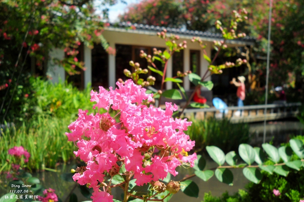 田尾銘園庭園美術館｜充滿日式風情的木造茶房，欣賞優雅浪漫的紫薇花 @飛天璇的口袋