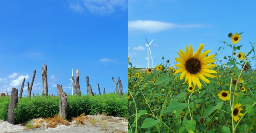 福寶溼地|彰化IG打卡景點,福寶溼地漂流木裝置藝術,美美向日葵花田觀賞夕陽 @飛天璇的口袋 福寶溼地|彰化IG打卡景點,福寶溼地漂流木裝置藝術,美美向日葵花田觀賞夕陽 @飛天璇的口袋