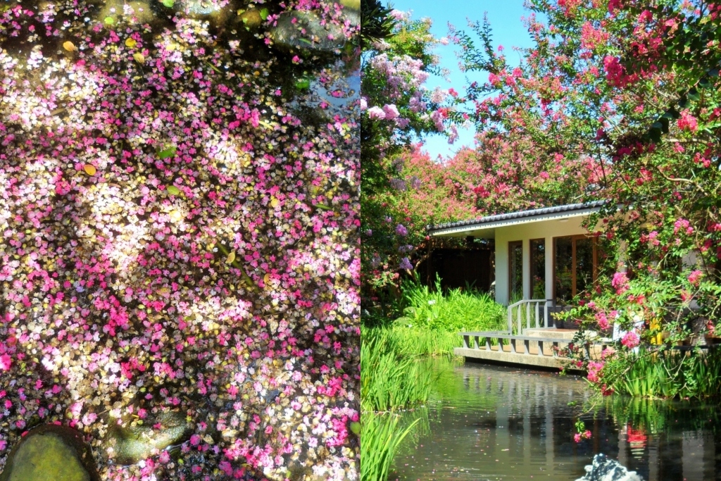 田尾銘園庭園美術館｜充滿日式風情的木造茶房，欣賞優雅浪漫的紫薇花 @飛天璇的口袋