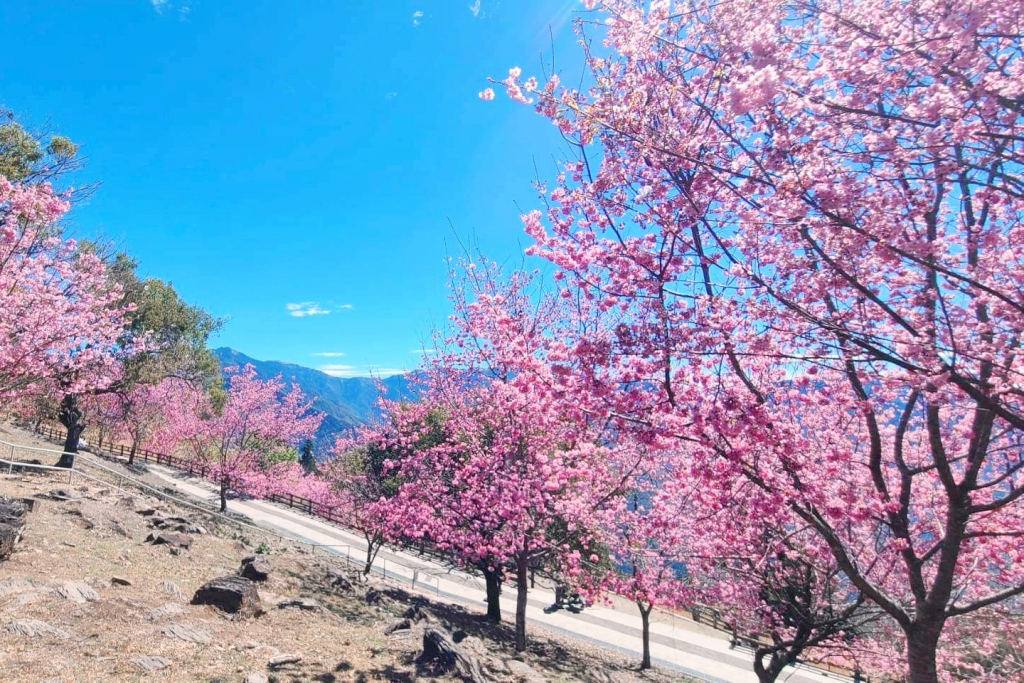 南投仁愛｜清境農場．在台灣看到紐西蘭綿羊秀，2025櫻花盛開中 @飛天璇的口袋