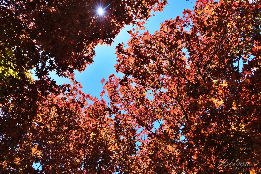宜蘭大同｜太平山莊，太平山森林遊樂區唯二住宿，觀看美麗雲海浪漫紅葉，一泊二食住宿分享 @飛天璇的口袋