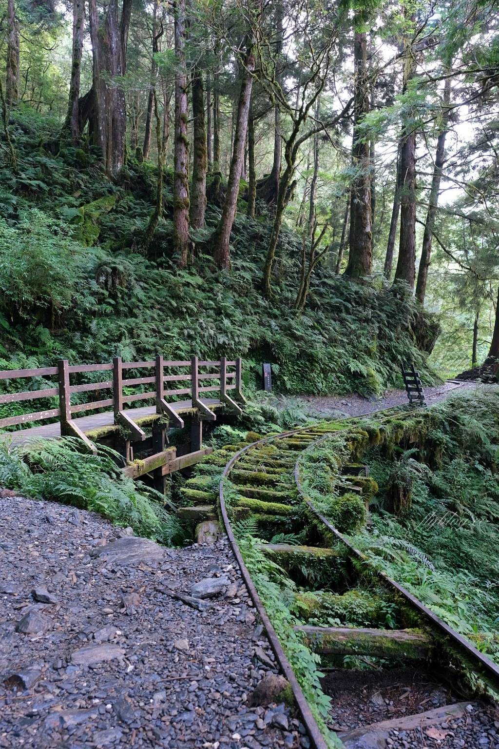 宜蘭大同｜見晴懷古步道．CNN評選全球最美28條小路之一，太平山雲霧繚繞的幽靜之美 @飛天璇的口袋