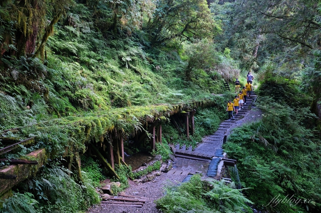 宜蘭大同｜見晴懷古步道．CNN評選全球最美28條小路之一，太平山雲霧繚繞的幽靜之美 @飛天璇的口袋