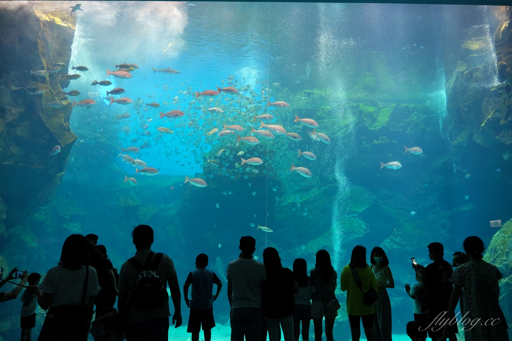 【夜宿Xpark】COZZI Blu 和逸飯店桃園館．夜宿Xpark海生館一泊四食，宿海奇遇星級海洋系眠旅 @飛天璇的口袋