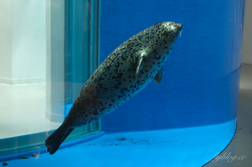 【夜宿Xpark】COZZI Blu 和逸飯店桃園館.夜宿Xpark海生館一泊四食,宿海奇遇星級海洋系眠旅 @飛天璇的口袋 【夜宿Xpark】COZZI Blu 和逸飯店桃園館.夜宿Xpark海生館一泊四食,宿海奇遇星級海洋系眠旅 @飛天璇的口袋