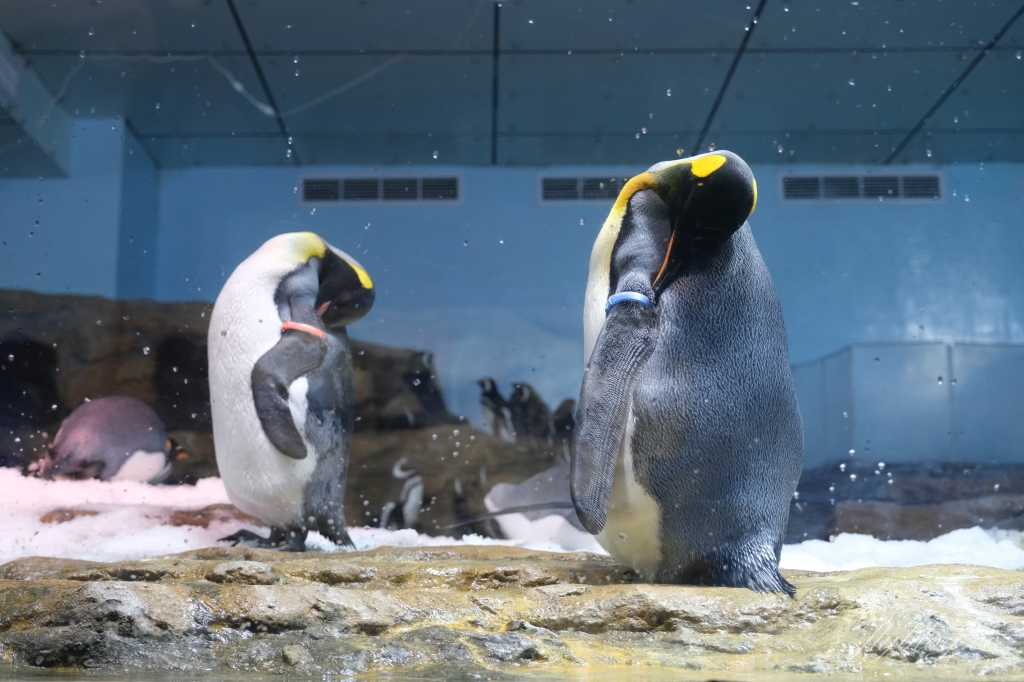 【夜宿Xpark】COZZI Blu 和逸飯店桃園館.夜宿Xpark海生館一泊四食,宿海奇遇星級海洋系眠旅 @飛天璇的口袋 【夜宿Xpark】COZZI Blu 和逸飯店桃園館.夜宿Xpark海生館一泊四食,宿海奇遇星級海洋系眠旅 @飛天璇的口袋