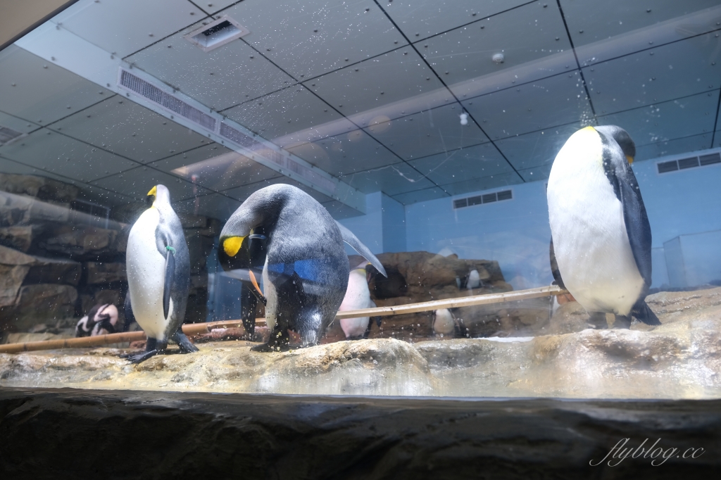 【夜宿Xpark】COZZI Blu 和逸飯店桃園館.夜宿Xpark海生館一泊四食,宿海奇遇星級海洋系眠旅 @飛天璇的口袋 【夜宿Xpark】COZZI Blu 和逸飯店桃園館.夜宿Xpark海生館一泊四食,宿海奇遇星級海洋系眠旅 @飛天璇的口袋