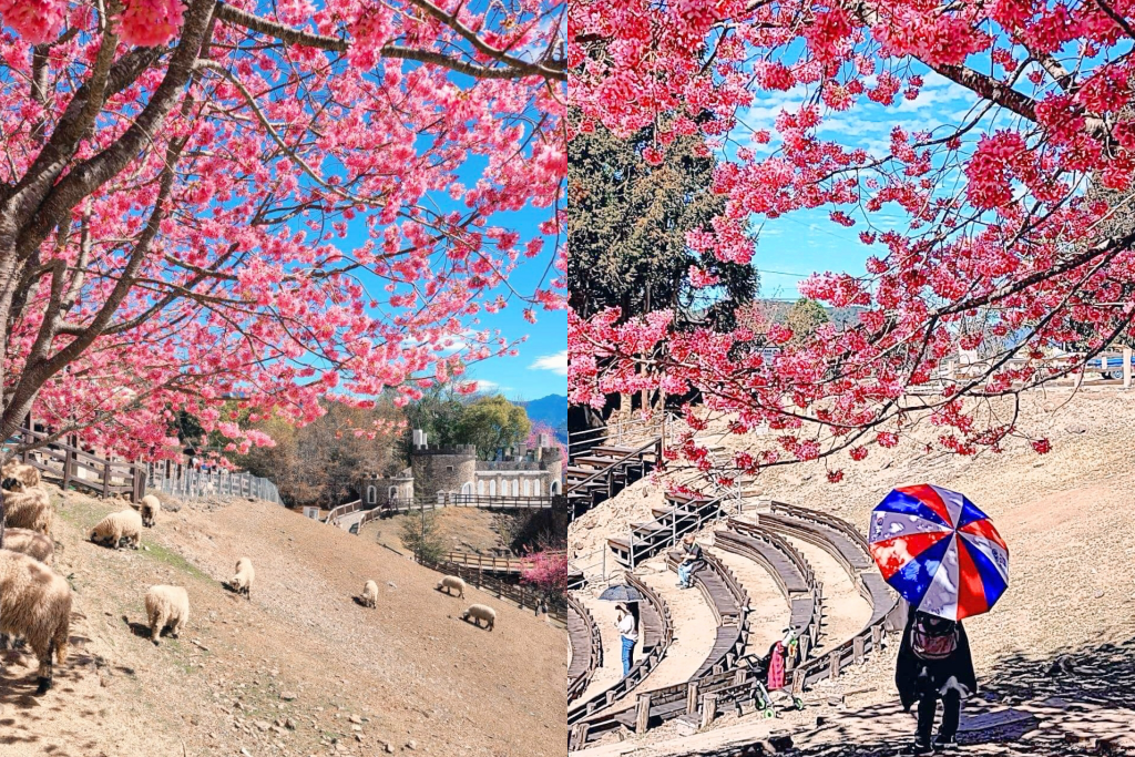 南投仁愛｜清境農場．在台灣看到紐西蘭綿羊秀，2025櫻花盛開中 @飛天璇的口袋