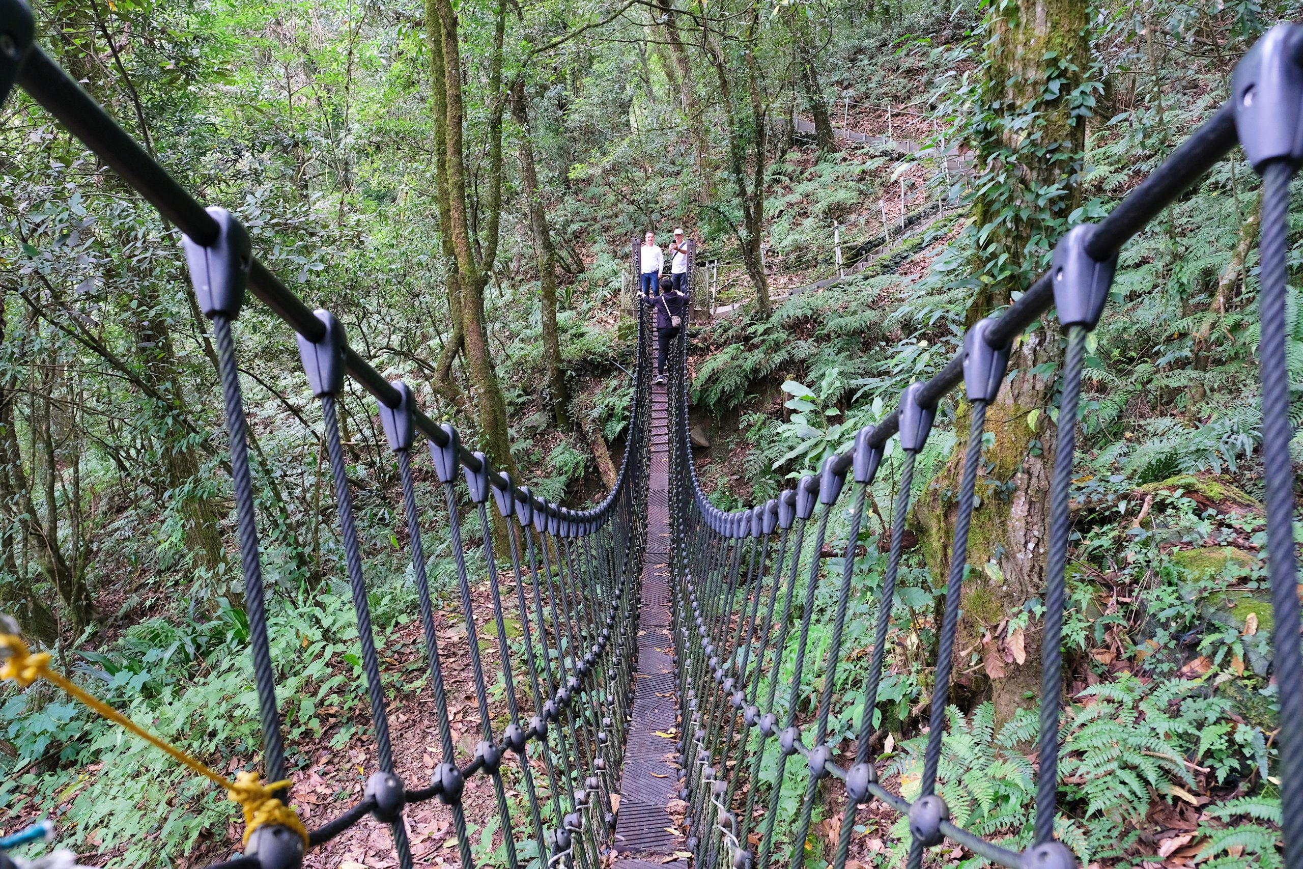 台中和平|希利克步道.梨山賓館後方的幽靜步道,全長600公尺兩座纜繩吊橋森林探索 @飛天璇的口袋 台中和平|希利克步道.梨山賓館後方的幽靜步道,全長600公尺兩座纜繩吊橋森林探索 @飛天璇的口袋