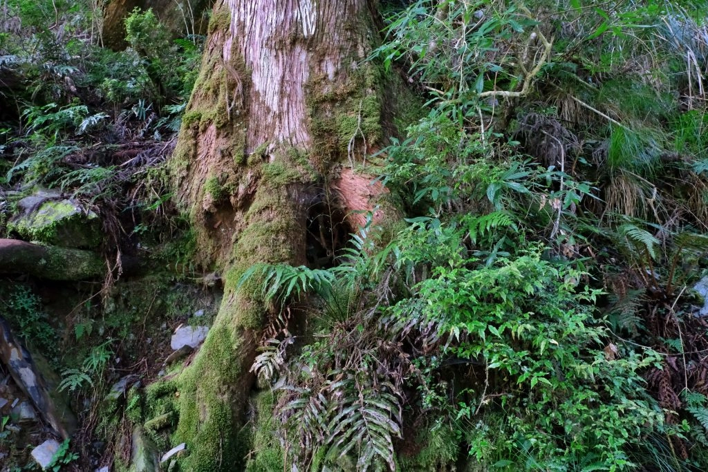 宜蘭大同｜太平山國家森林遊樂區，超熱門太平山蹦蹦車，票價、時刻表、路線，前往茂興車站 @飛天璇的口袋