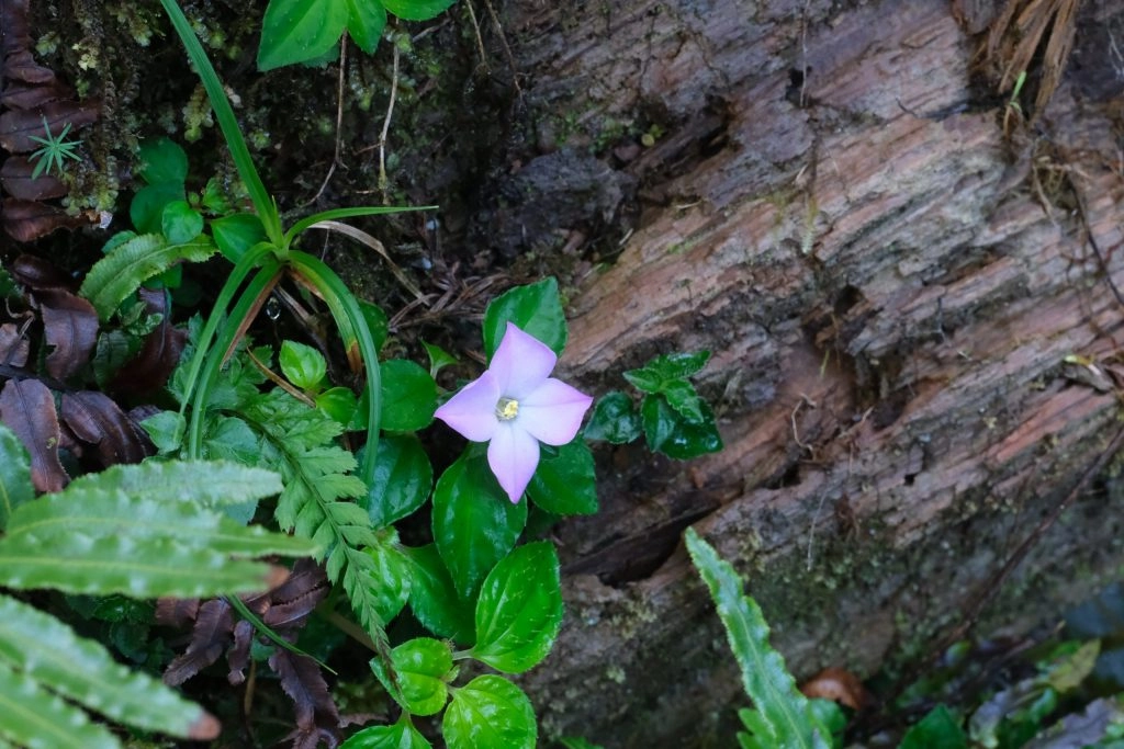 宜蘭大同｜太平山國家森林遊樂區，超熱門太平山蹦蹦車，票價、時刻表、路線，前往茂興車站 @飛天璇的口袋