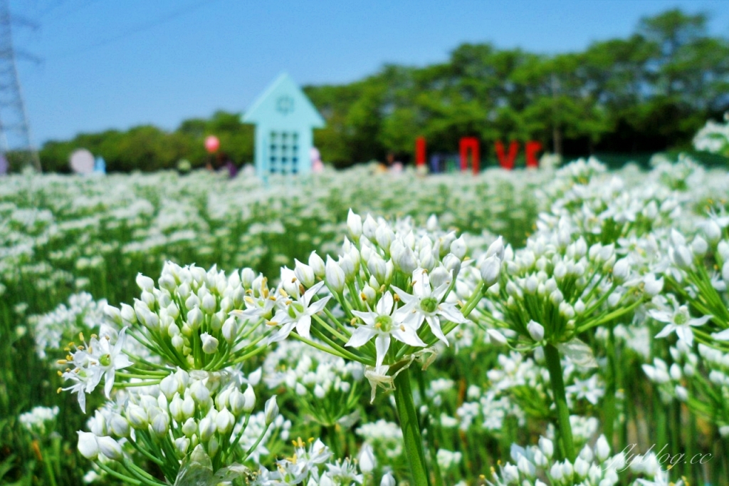 埤頭韭菜花田｜浪漫9月雪夢幻登場，一整片白色花海超好拍 @飛天璇的口袋