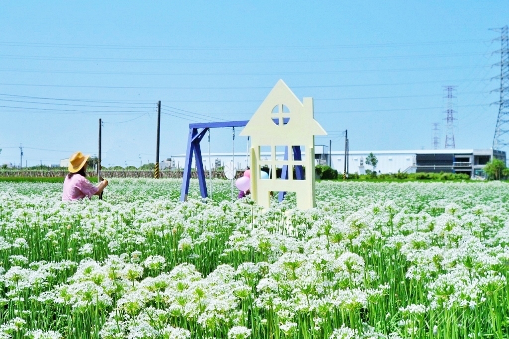 埤頭韭菜花田|浪漫9月雪夢幻登場,一整片白色花海超好拍 @飛天璇的口袋 埤頭韭菜花田|浪漫9月雪夢幻登場,一整片白色花海超好拍 @飛天璇的口袋