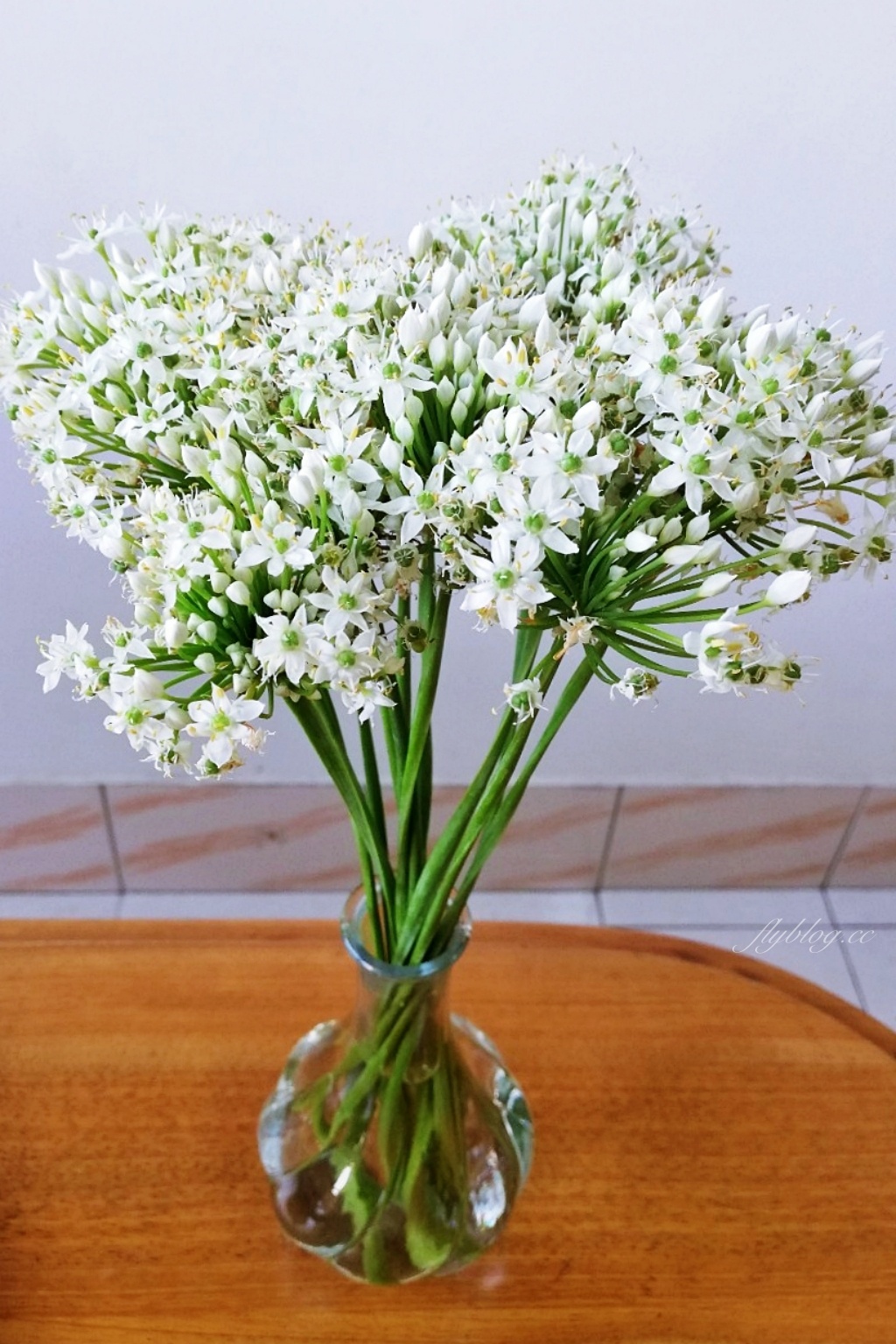 埤頭韭菜花田|浪漫9月雪夢幻登場,一整片白色花海超好拍 @飛天璇的口袋 埤頭韭菜花田|浪漫9月雪夢幻登場,一整片白色花海超好拍 @飛天璇的口袋