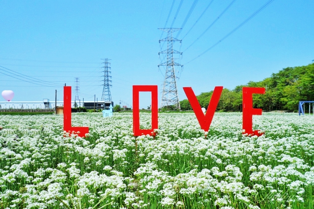 埤頭韭菜花田｜浪漫9月雪夢幻登場，一整片白色花海超好拍 @飛天璇的口袋