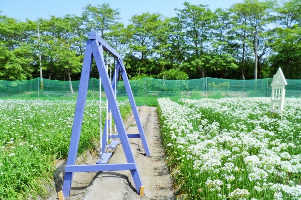 埤頭韭菜花田|浪漫9月雪夢幻登場,一整片白色花海超好拍 @飛天璇的口袋 埤頭韭菜花田|浪漫9月雪夢幻登場,一整片白色花海超好拍 @飛天璇的口袋