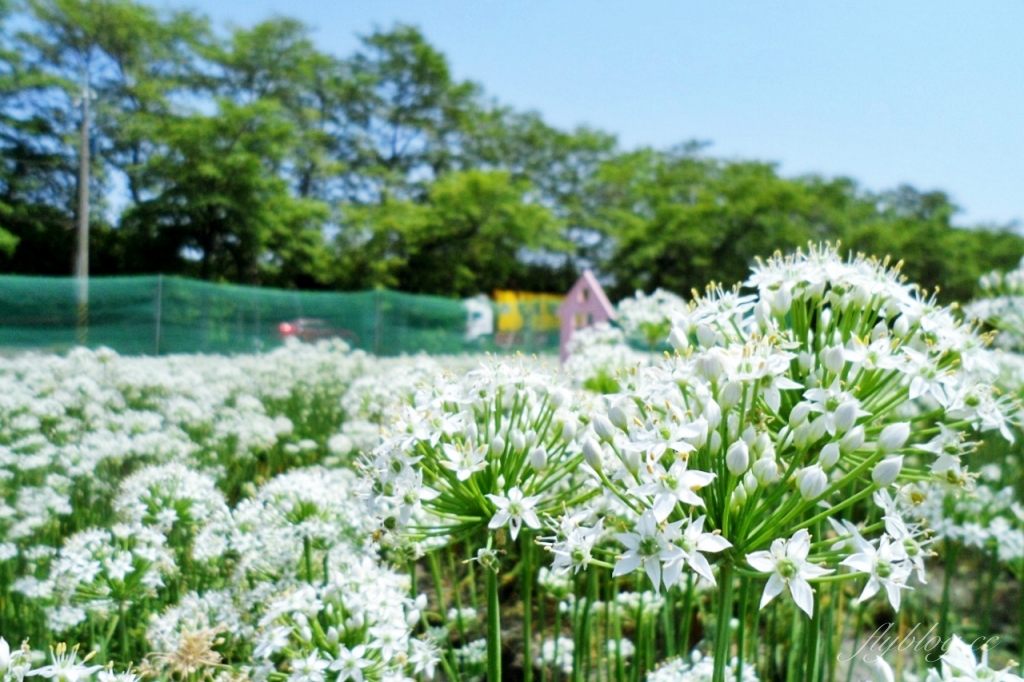 埤頭韭菜花田|浪漫9月雪夢幻登場,一整片白色花海超好拍 @飛天璇的口袋 埤頭韭菜花田|浪漫9月雪夢幻登場,一整片白色花海超好拍 @飛天璇的口袋