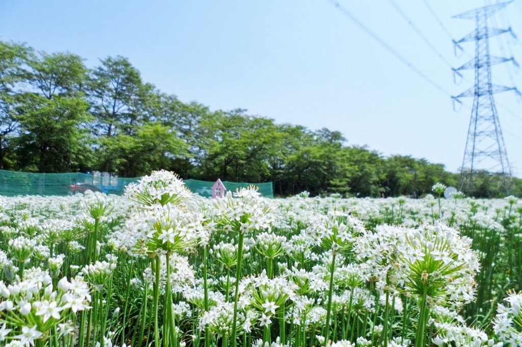 埤頭韭菜花田|浪漫9月雪夢幻登場,一整片白色花海超好拍 @飛天璇的口袋 埤頭韭菜花田|浪漫9月雪夢幻登場,一整片白色花海超好拍 @飛天璇的口袋