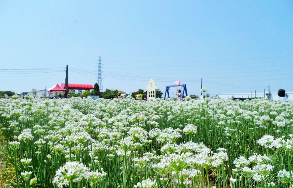埤頭韭菜花田|浪漫9月雪夢幻登場,一整片白色花海超好拍 @飛天璇的口袋 埤頭韭菜花田|浪漫9月雪夢幻登場,一整片白色花海超好拍 @飛天璇的口袋