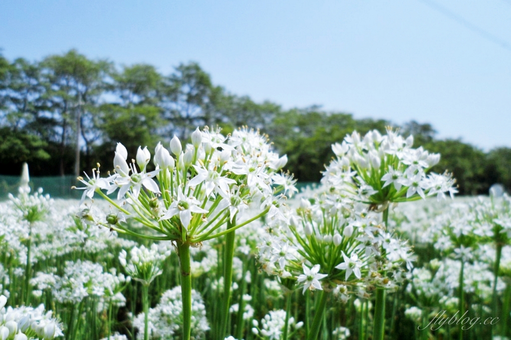 埤頭韭菜花田|浪漫9月雪夢幻登場,一整片白色花海超好拍 @飛天璇的口袋 埤頭韭菜花田|浪漫9月雪夢幻登場,一整片白色花海超好拍 @飛天璇的口袋