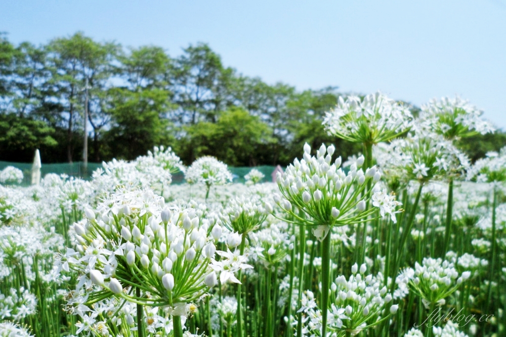 埤頭韭菜花田｜浪漫9月雪夢幻登場，一整片白色花海超好拍 @飛天璇的口袋