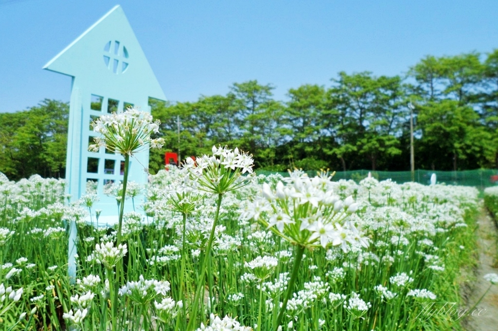 埤頭韭菜花田|浪漫9月雪夢幻登場,一整片白色花海超好拍 @飛天璇的口袋 埤頭韭菜花田|浪漫9月雪夢幻登場,一整片白色花海超好拍 @飛天璇的口袋