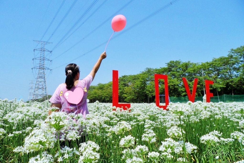 埤頭韭菜花田|浪漫9月雪夢幻登場,一整片白色花海超好拍 @飛天璇的口袋 埤頭韭菜花田|浪漫9月雪夢幻登場,一整片白色花海超好拍 @飛天璇的口袋