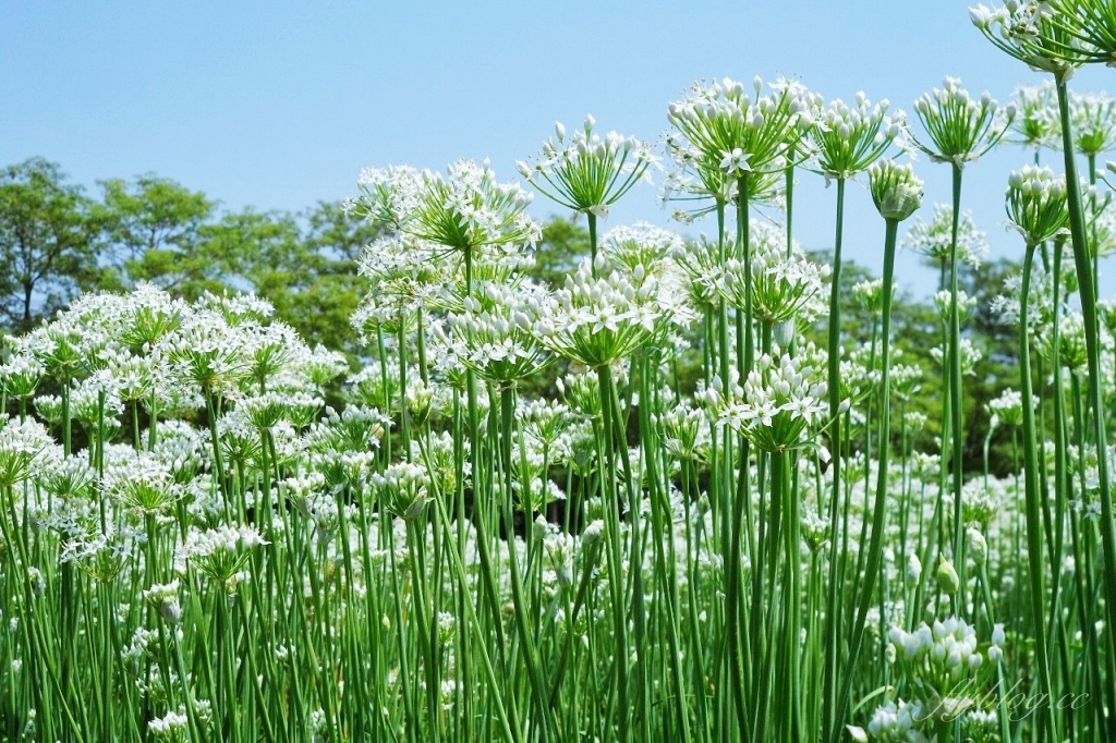 埤頭韭菜花田|浪漫9月雪夢幻登場,一整片白色花海超好拍 @飛天璇的口袋 埤頭韭菜花田|浪漫9月雪夢幻登場,一整片白色花海超好拍 @飛天璇的口袋