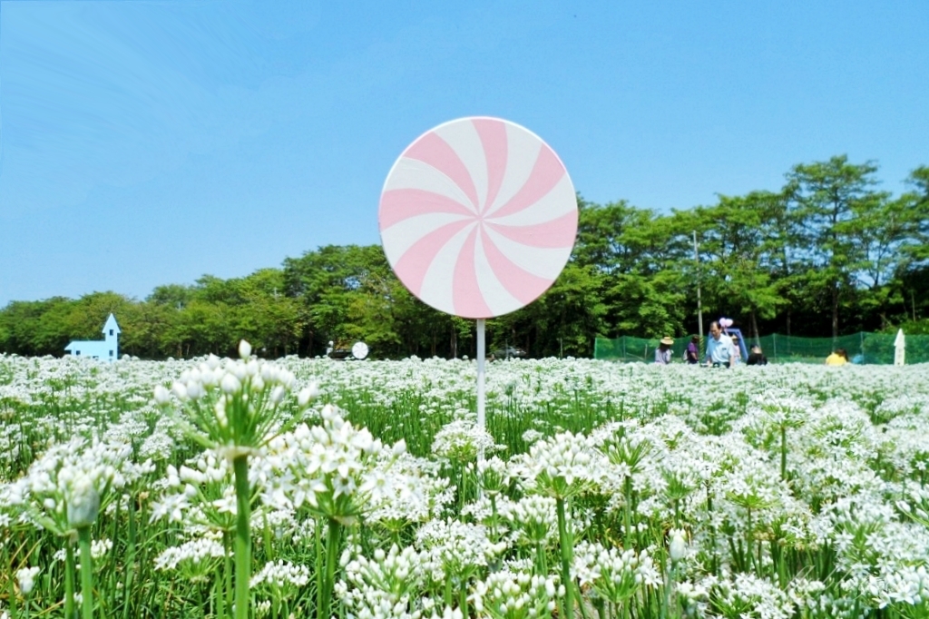 埤頭韭菜花田|浪漫9月雪夢幻登場,一整片白色花海超好拍 @飛天璇的口袋 埤頭韭菜花田|浪漫9月雪夢幻登場,一整片白色花海超好拍 @飛天璇的口袋