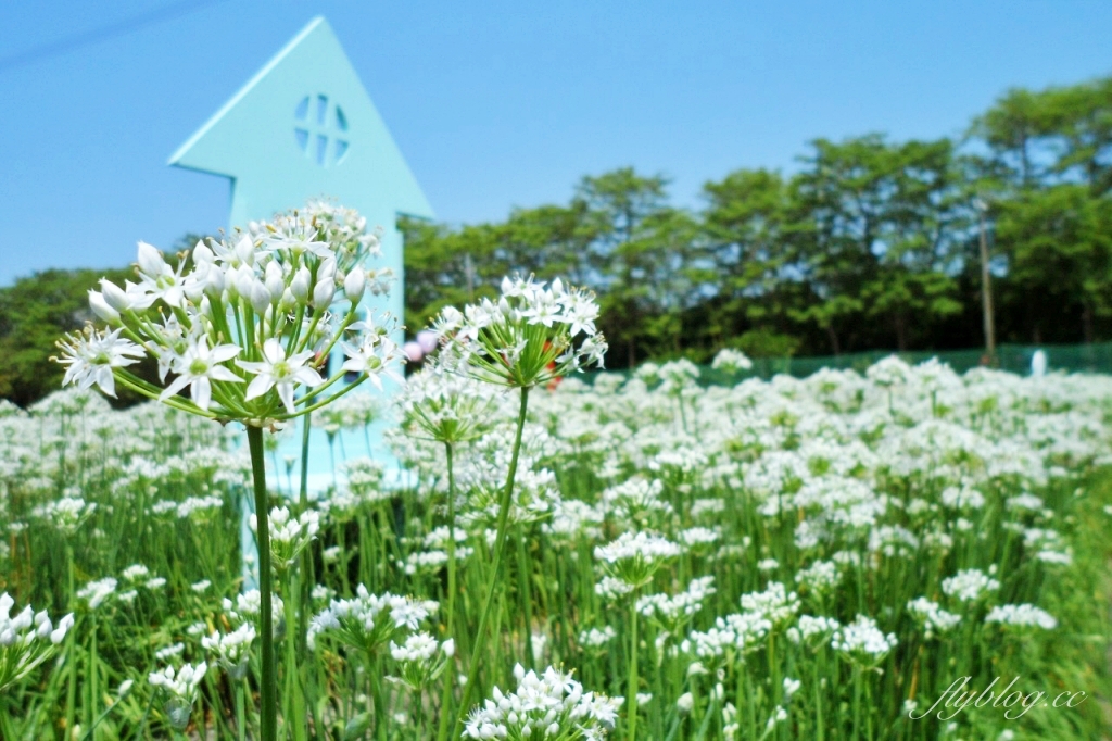 埤頭韭菜花田｜浪漫9月雪夢幻登場，一整片白色花海超好拍 @飛天璇的口袋