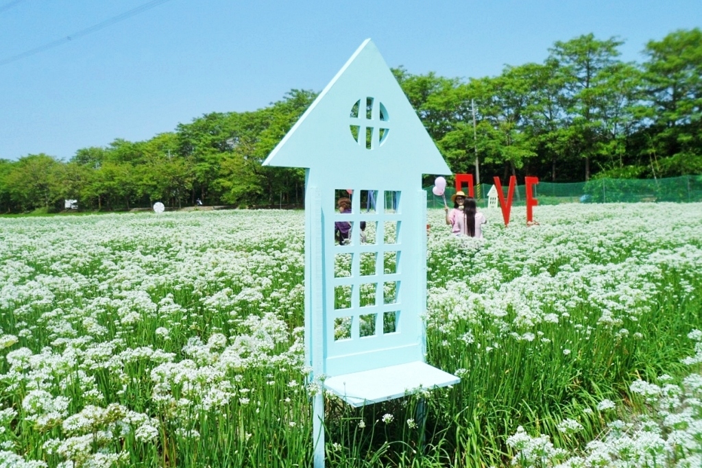 埤頭韭菜花田|浪漫9月雪夢幻登場,一整片白色花海超好拍 @飛天璇的口袋 埤頭韭菜花田|浪漫9月雪夢幻登場,一整片白色花海超好拍 @飛天璇的口袋