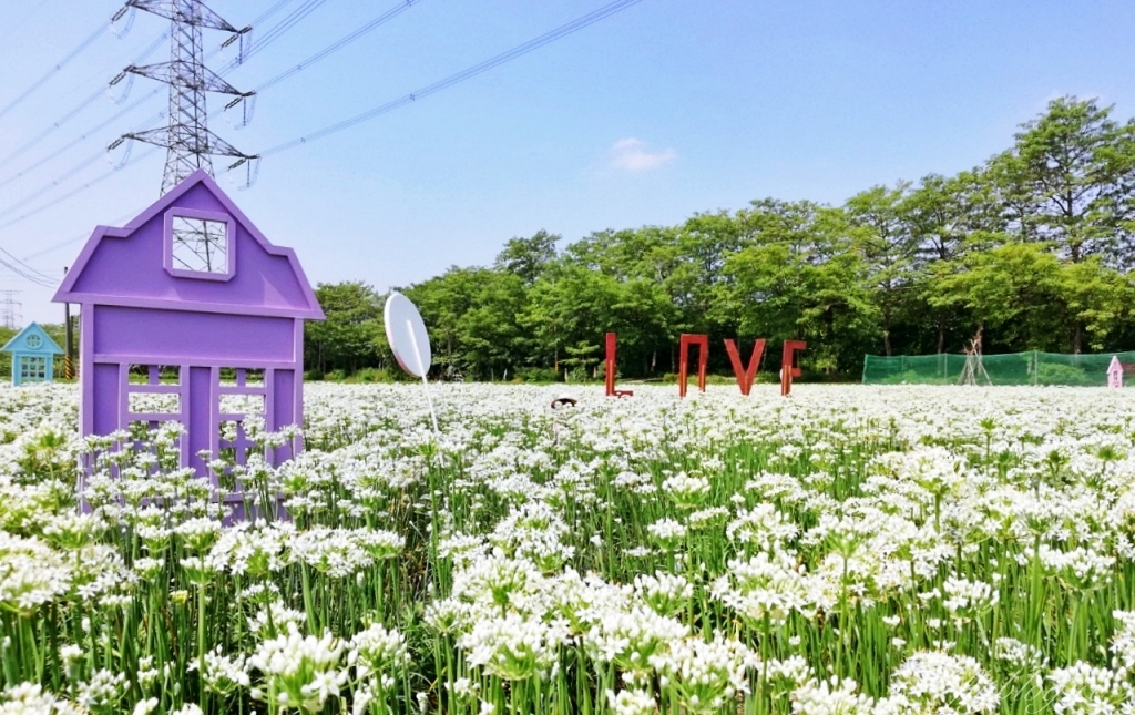 埤頭韭菜花田|浪漫9月雪夢幻登場,一整片白色花海超好拍 @飛天璇的口袋 埤頭韭菜花田|浪漫9月雪夢幻登場,一整片白色花海超好拍 @飛天璇的口袋