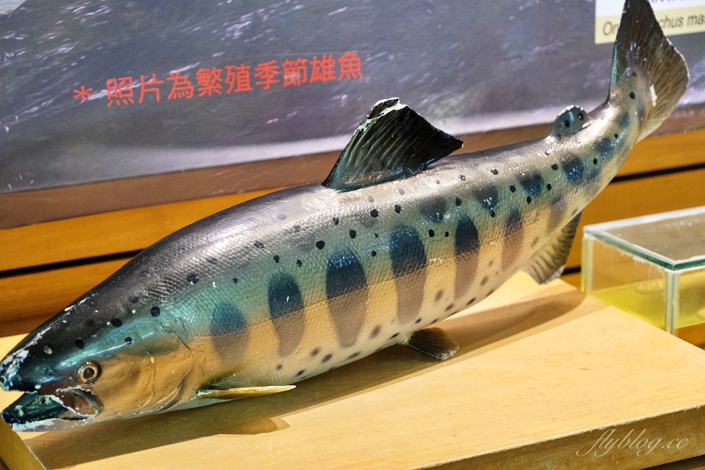 台中和平｜武陵農場．台灣三大高山農場，一年四季不同美景，門票、交通、住宿總整理 @飛天璇的口袋