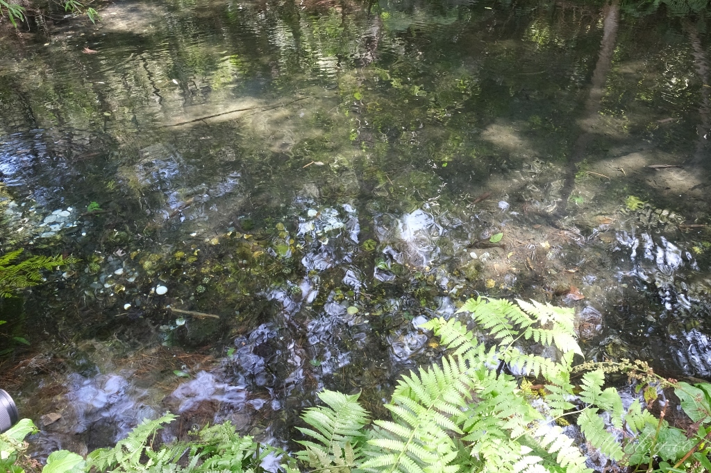 台中和平｜武陵福壽山2天1夜．經中橫到福壽山武陵採果樂，或是參加旅行社套裝行程 @飛天璇的口袋