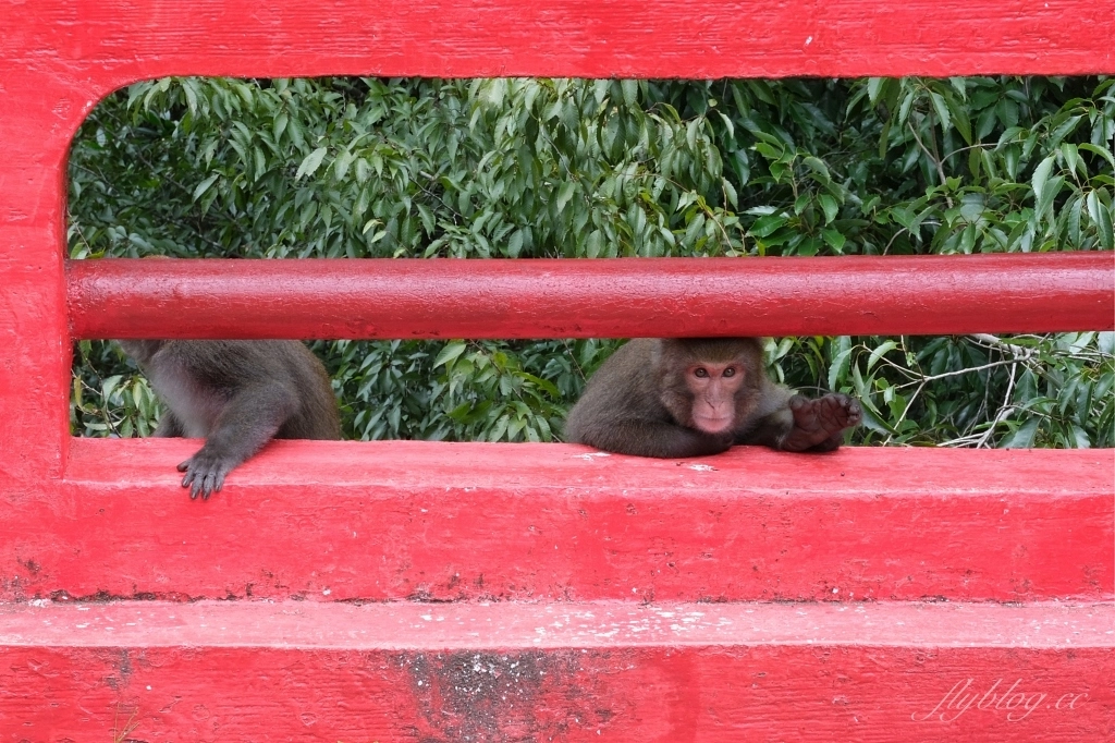 台中和平｜武陵福壽山2天1夜．經中橫到福壽山武陵採果樂，或是參加旅行社套裝行程 @飛天璇的口袋