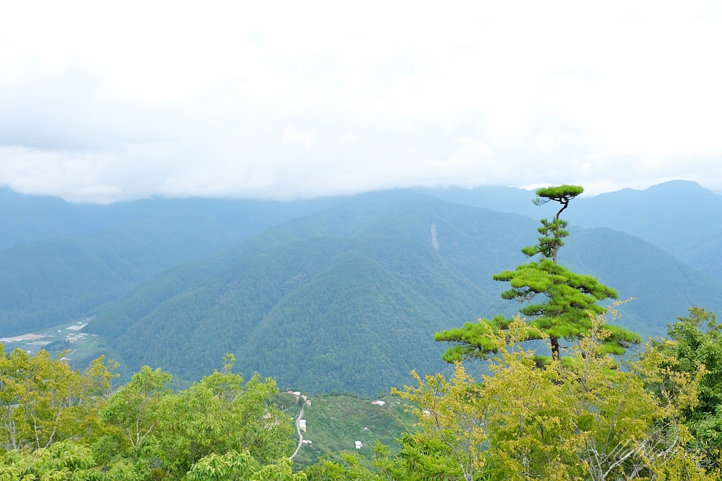 台中和平｜希利克步道．梨山賓館後方的幽靜步道，全長600公尺兩座纜繩吊橋森林探索 @飛天璇的口袋