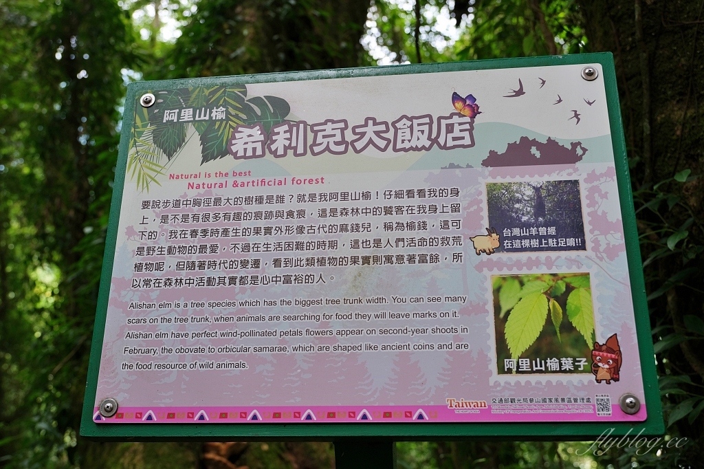 台中和平｜希利克步道．梨山賓館後方的幽靜步道，全長600公尺兩座纜繩吊橋森林探索 @飛天璇的口袋