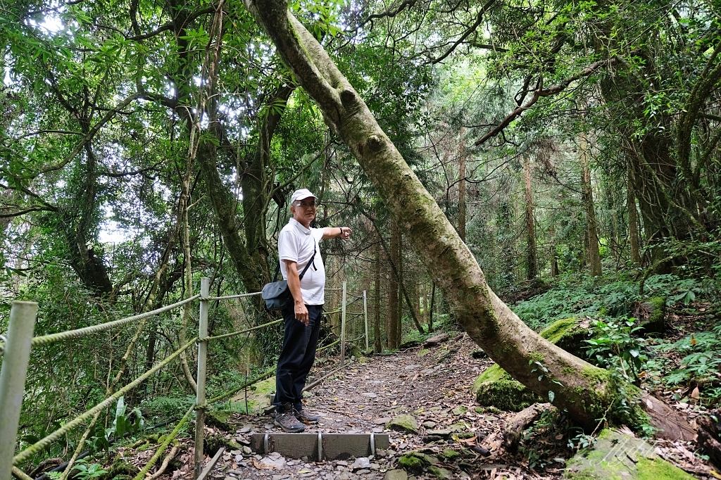 台中和平｜希利克步道．梨山賓館後方的幽靜步道，全長600公尺兩座纜繩吊橋森林探索 @飛天璇的口袋