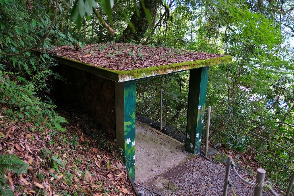 台中和平｜希利克步道．梨山賓館後方的幽靜步道，全長600公尺兩座纜繩吊橋森林探索 @飛天璇的口袋