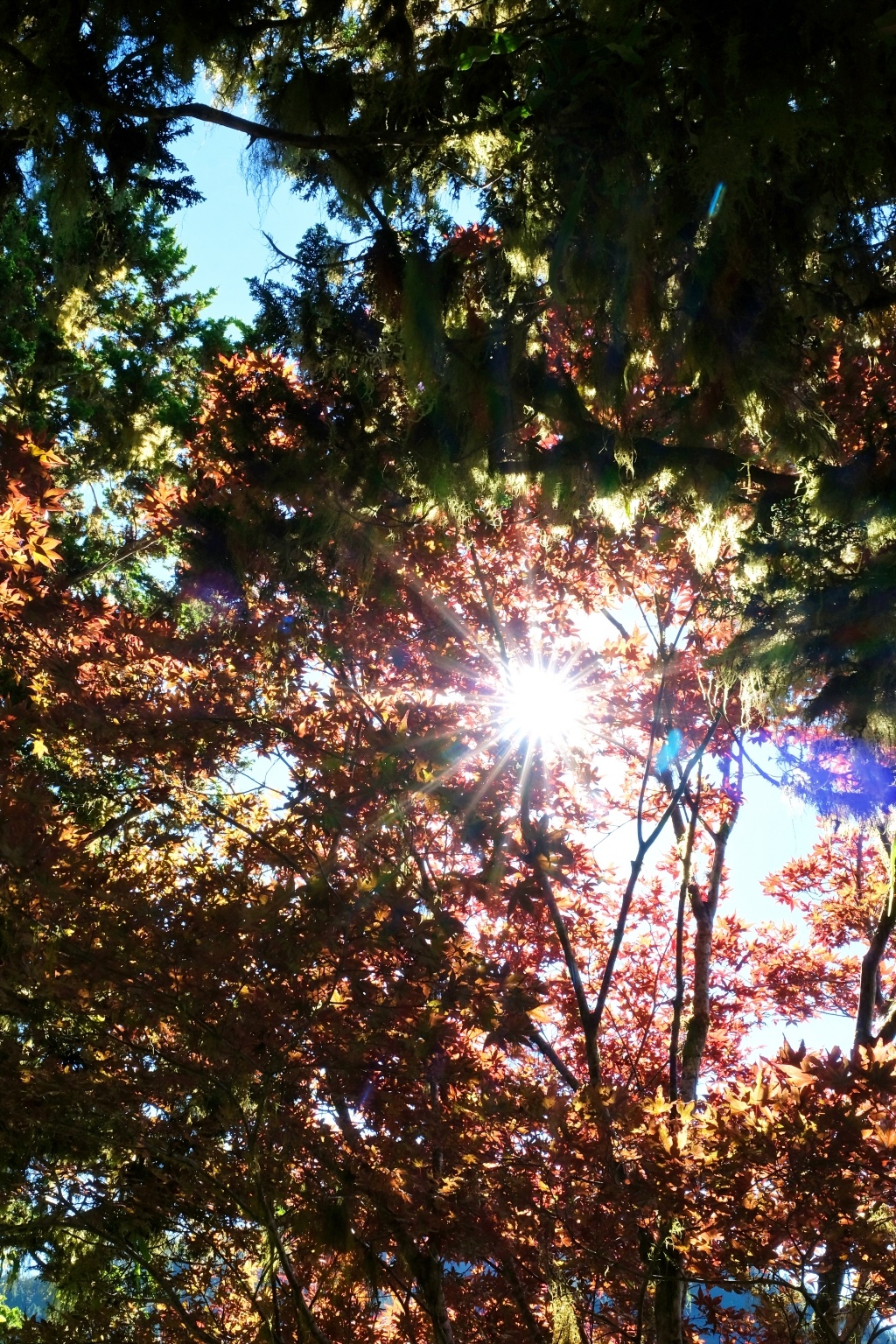 宜蘭大同｜太平山國家森林遊樂區，超熱門太平山蹦蹦車，票價、時刻表、路線，前往茂興車站 @飛天璇的口袋